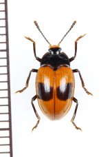 ゴミムシダマシの一種　Tenebrionidae species　エクアドル