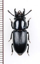 ゴミムシダマシの一種　Phrenapates mandibularis　ペルー