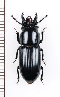 ゴミムシダマシの一種　Phrenapates mandibularis　ペルー