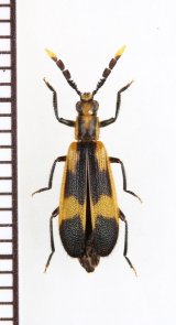 ベニボタル擬態のカッコウムシの一種 　Cleridae species　ペルー