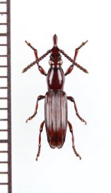 好蟻性オニミツギリゾウムシの一種　Eremoxenini species　♀　フィリピン（パラワン島）