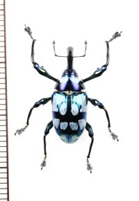 アシナガゾウムシの一種　Alcidodes semperi　フィリピン(ルソン島)