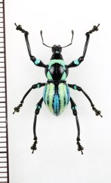 カタゾウムシの一種　Metapocyrtus sp.　フィリピン(ルソン島)