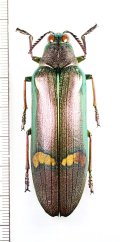 オオルリタマムシの一種　Megaloxantha hemixantha hemixantha　♂　インドネシア（スマトラ島）
