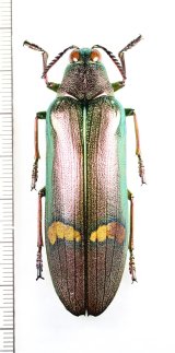 オオルリタマムシの一種　Megaloxantha hemixantha hemixantha　♂　インドネシア（スマトラ島）