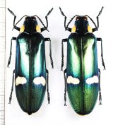 オオルリタマムシの一種　　Megaloxantha bicolor nigricornis　ペア　インドネシア（スマトラ島）