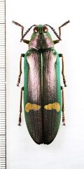 オオルリタマムシの一種　Megaloxantha hemixantha hemixantha　♂　インドネシア（スマトラ島）