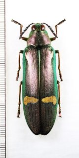 オオルリタマムシの一種　Megaloxantha hemixantha hemixantha　♂　インドネシア（スマトラ島）