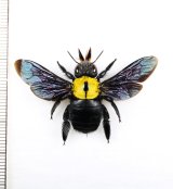 クマバチの一種　Xylocopa aestuans　♀　 インドネシア（ジャワ島）