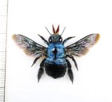 クマバチの一種　Xylocopa caerulea　♀　 インドネシア（ジャワ島）