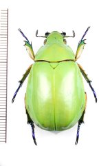 コガネムシの一種　Chrysina adolphi　♀　メキシコ