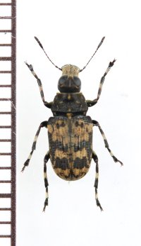 チャマダラヒゲナガゾウムシ　青森県