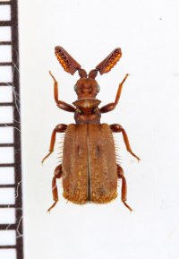ヒゲブトオサムシの一種　Paussus (Scaphipaussus) sp.　ベトナム北西部