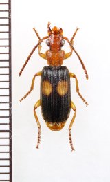 ゴミムシの一種　Carabidae species　南アフリカ