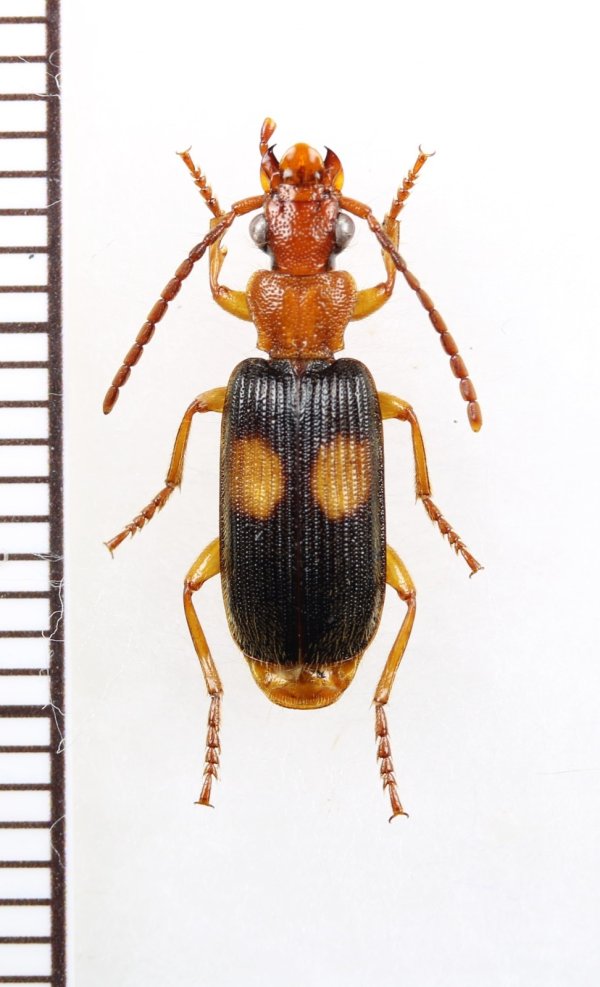 画像1: ゴミムシの一種　Carabidae species　南アフリカ