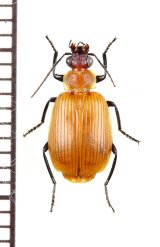 ゴミムシの一種　Lebiomorphica sanguinolenta　南アフリカ