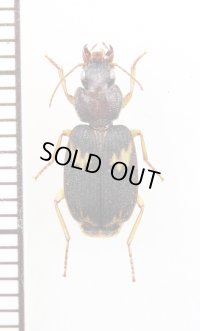 ゴミムシの一種　Cymindoidea sp.　南アフリカ