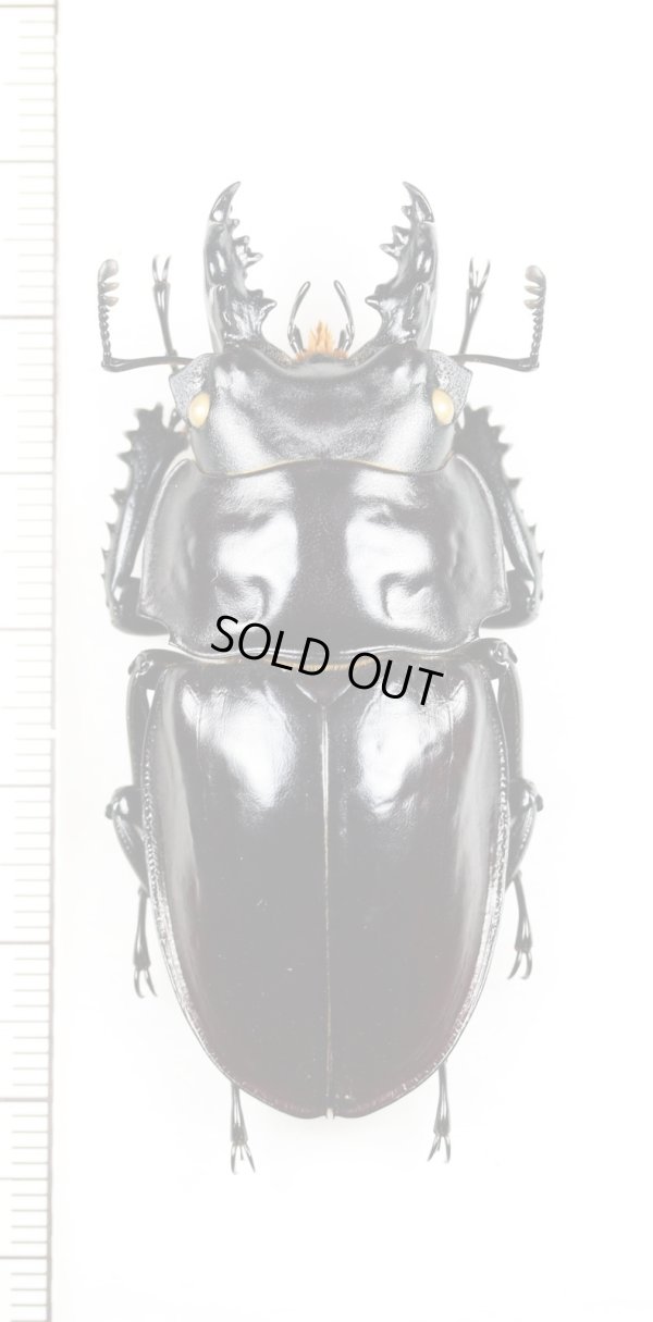 画像1: ヤエヤママルバネクワガタ　♂59mm　西表島
