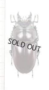 ヤエヤママルバネクワガタ　♂44.5mm　西表島