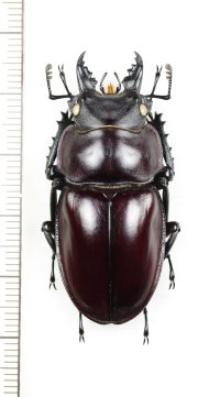 ヤエヤママルバネクワガタ　♂44.5mm　西表島