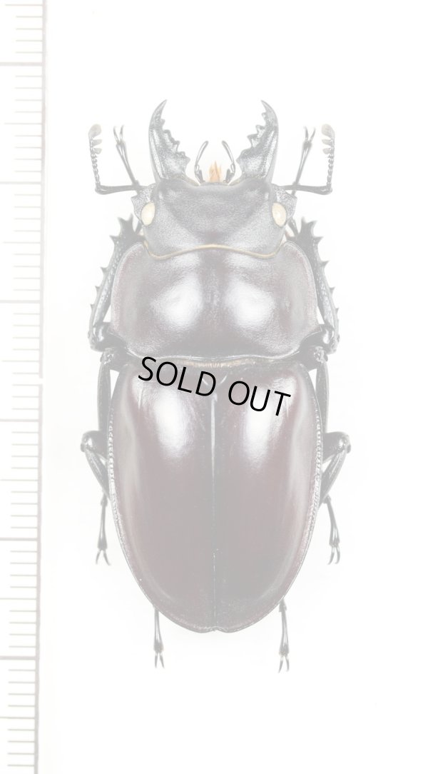 画像1: ヤエヤママルバネクワガタ　♂44.5mm　西表島