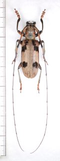 カミキリムシの一種　Cerambycidar species　♂58mm　ベトナム北東部