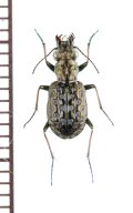ゴミムシの一種　Elaphrus cupreus　ウクライナ