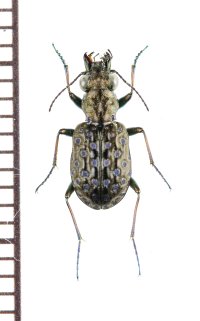 ゴミムシの一種　Elaphrus cupreus　ウクライナ