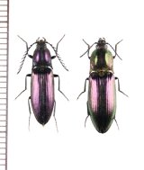 コメツキムシの一種　Ctenicera cuprea　ペア　ウクライナ