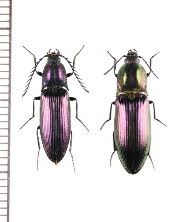 画像1: コメツキムシの一種　Ctenicera cuprea　ペア　ウクライナ