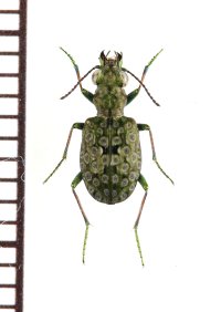 ゴミムシの一種　Elaphrus riparius　ウクライナ