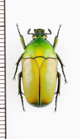 ハナムグリの一種　Chlorocala africana　♀　コンゴ