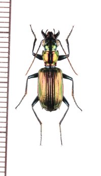 ゴミムシの一種　Catascopus sp.　インドネシア（ボルネオ島）