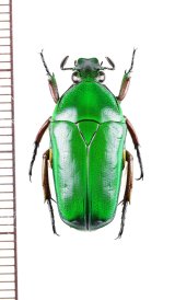 ハナムグリの一種　Tmesorrhina simillima　♂　コンゴ