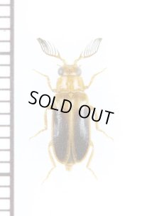 クシヒゲホタルモドキの一種　Drilidae species　タンザニア