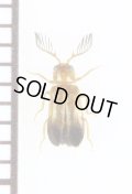 クシヒゲホタルモドキの一種　Drilidae species　サウジアラビア