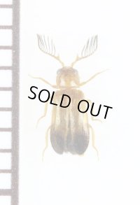 クシヒゲホタルモドキの一種　Drilidae species　サウジアラビア