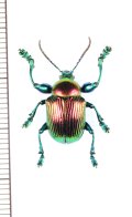 ハムシの一種　Zavadilia magnifica　マダガスカル