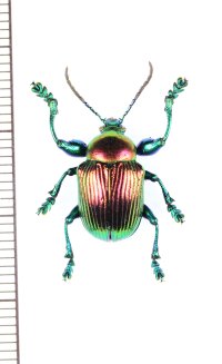 ハムシの一種　Zavadilia magnifica　マダガスカル
