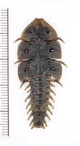 三葉虫型ベニボタルの一種　♀　Platerodrilus sp.　インドネシア(シベルト島)