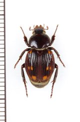 トラハナムグリの一種　Trichiinae species　コンゴ