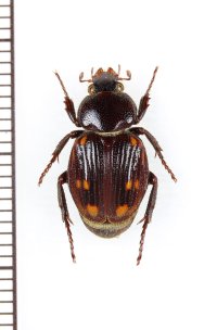トラハナムグリの一種　Trichiinae species　コンゴ