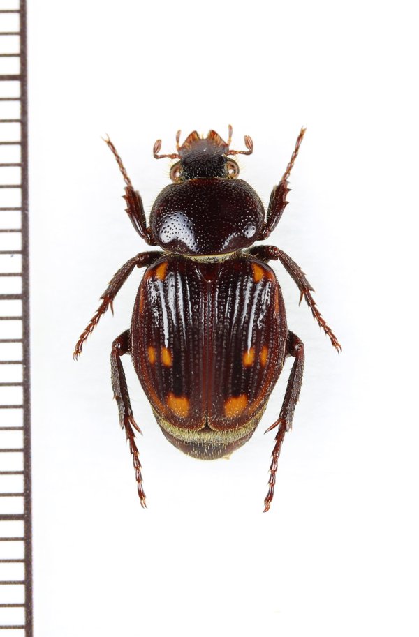 画像1: トラハナムグリの一種　Trichiinae species　コンゴ