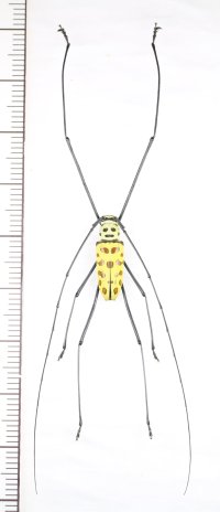 カミキリムシの一種 　Gerania bosci　♂　ベトナム北中部