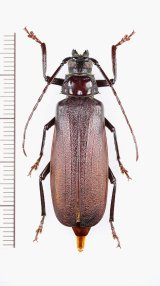 カミキリムシの一種 　Cerambycidae species　♀　 ベトナム南部