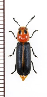 カッコウムシの一種 　Cleridae species 　ベトナム北中部