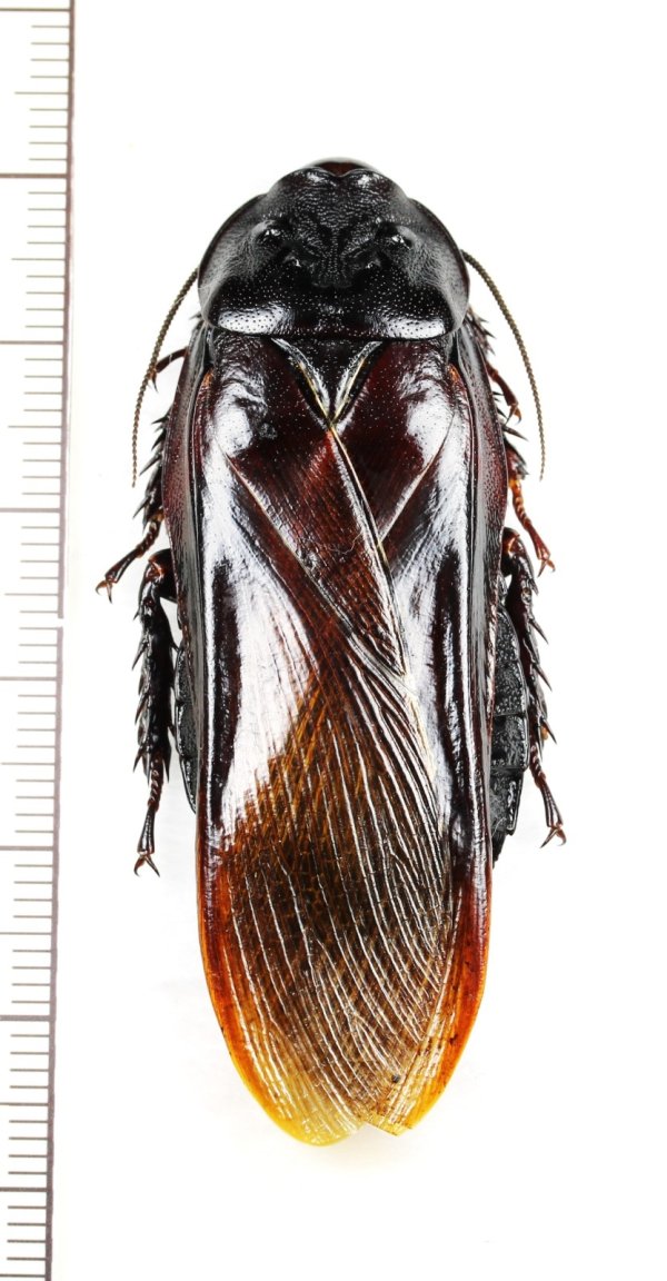 画像1: オオゴキブリの一種　Panesthia sp.　ベトナム北東部