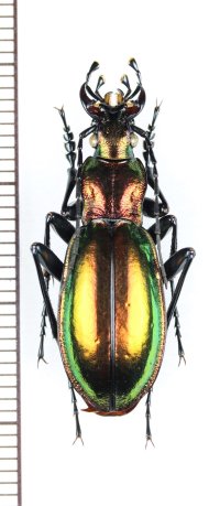 オサムシの一種　Carabus splendens splendens　♂　フランス