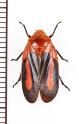 コガシラアワフキの一種　Laccogrypota valida　♀   フランス領ギアナ