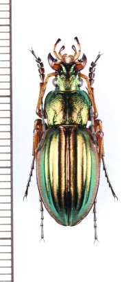 オサムシの一種　Carabus auratus auratus　♂　フランス